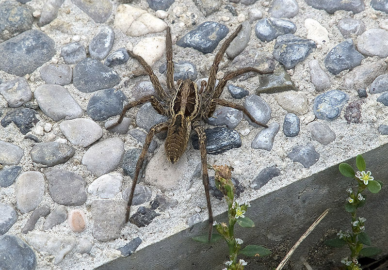 Hogna radiata Lycosidae - Bivio Carmine (PV)